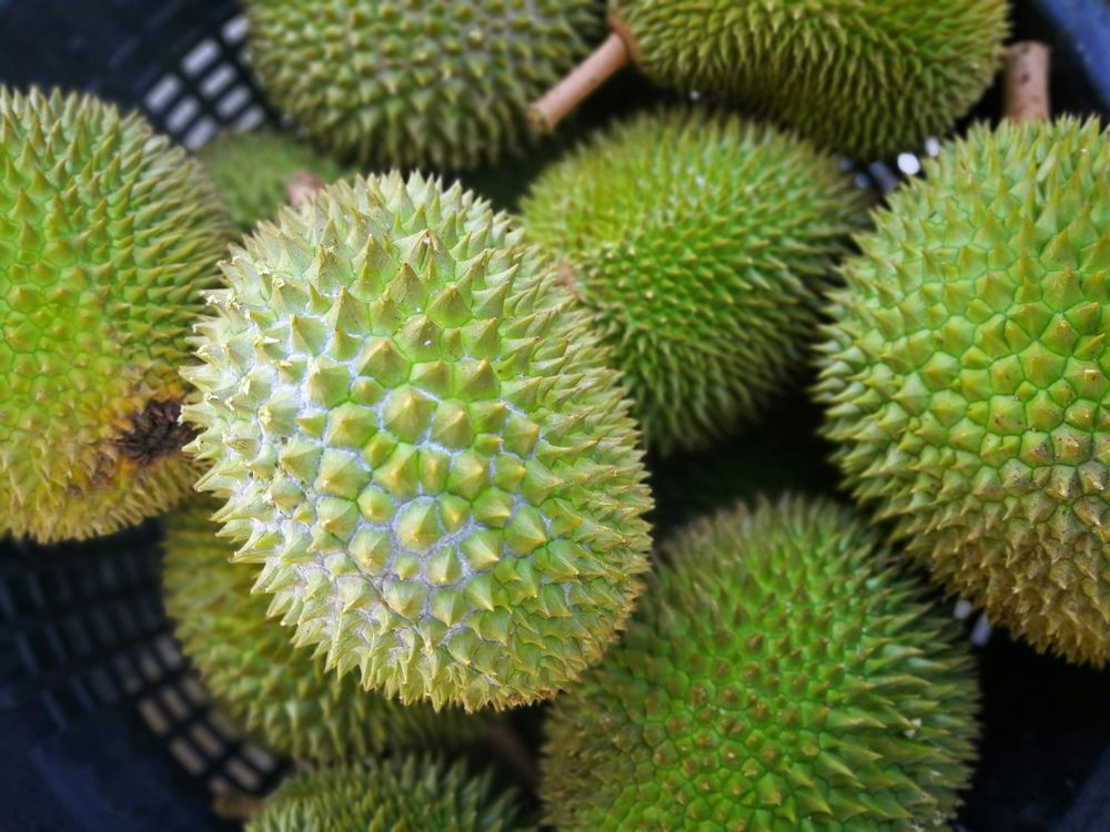 Durian hijau di dalam keranjang
