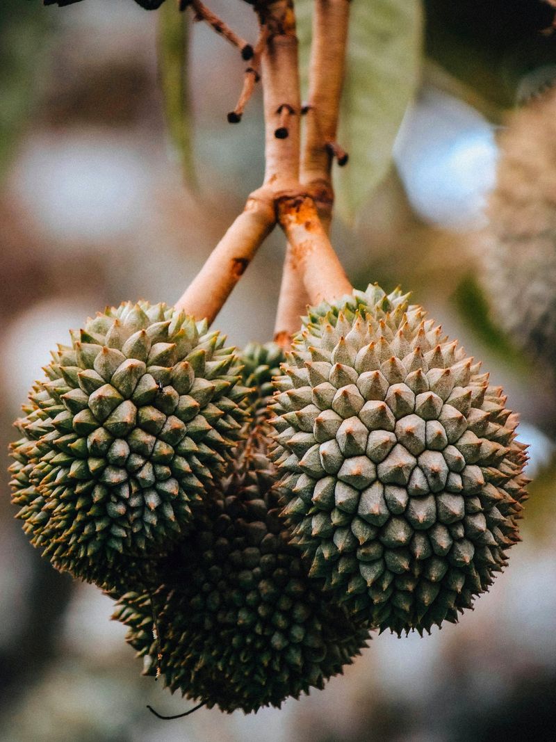 Dua buah durian bergantung di tangkai