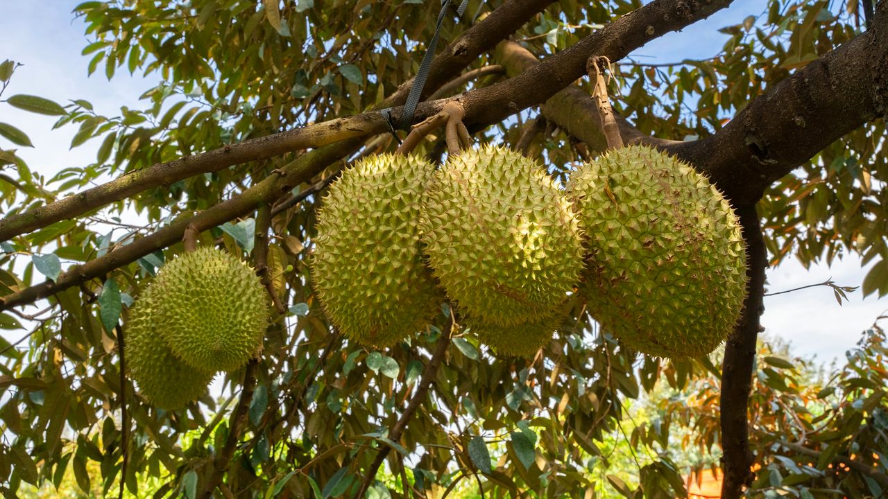 Buah durian bergantung di dahan pohon di bawah langit cerah
